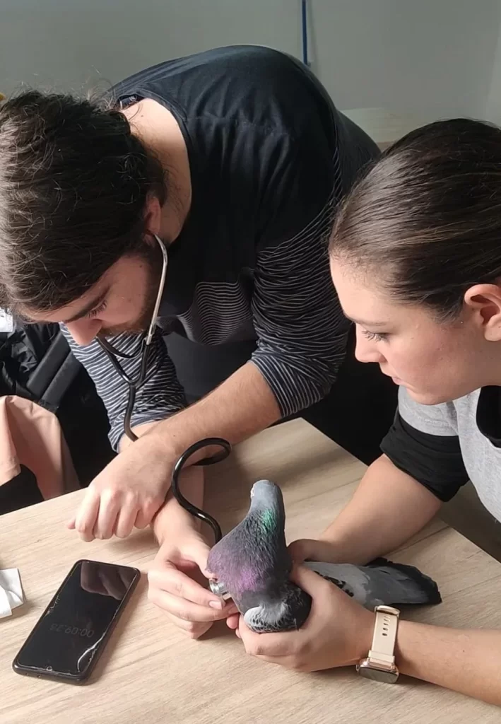 Prácticas de manejor, asistente técnico veterinario