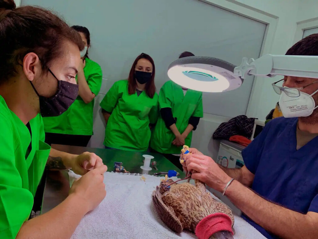 Centro Faunara. Formación especializada en fauna marina