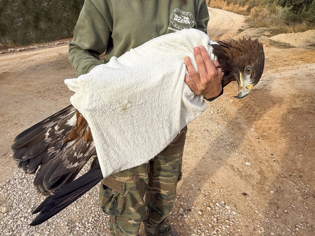 aguila rescatada faunara
