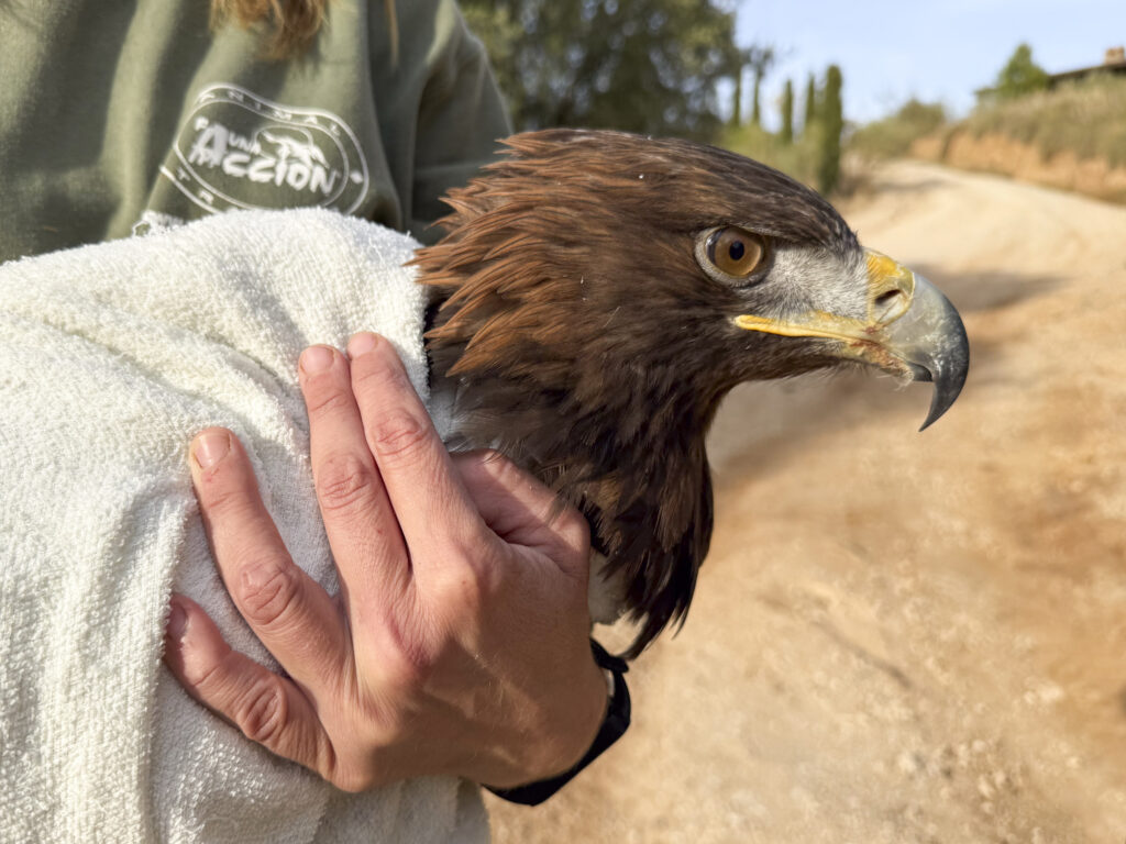 curso manejo fauna águila