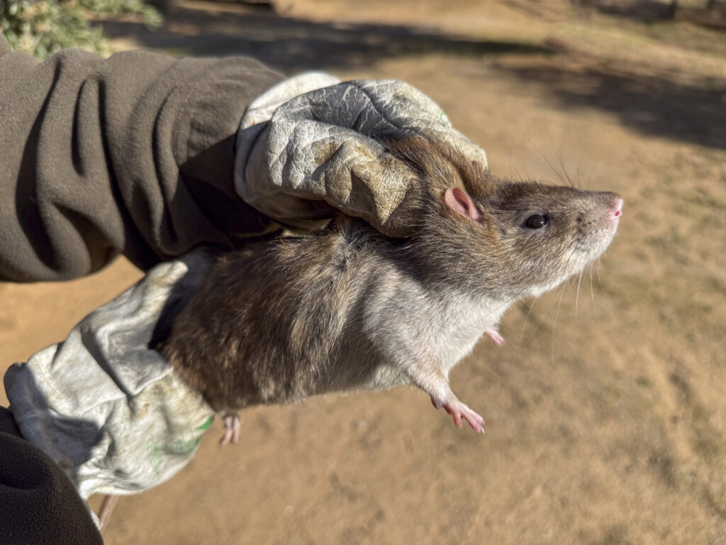 manejo y rescate fauna autóctona