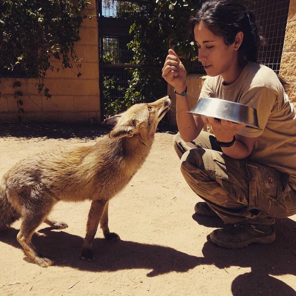 faunara trabajadora dando de comer a un zorro