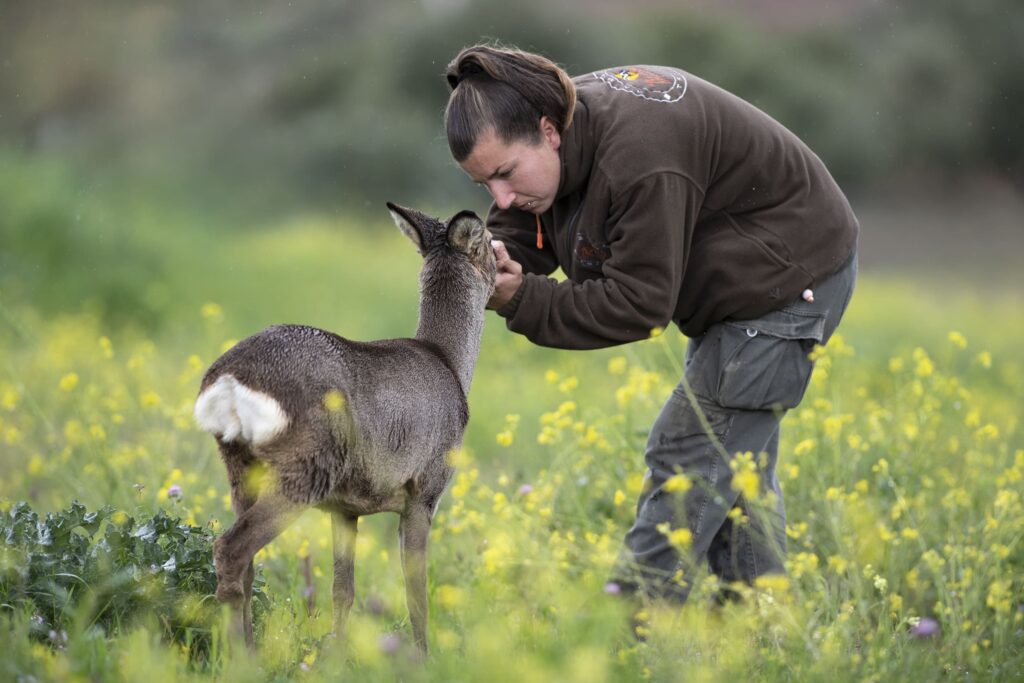 entrenador con corzo de faunara