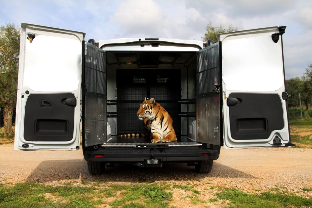 tigre en una furgoneta