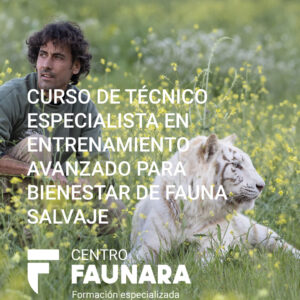 curso tecnico especialista